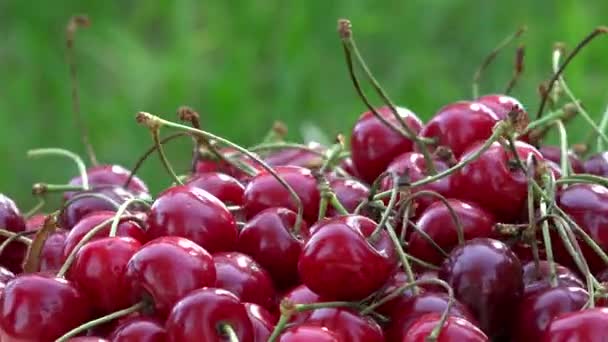 Hand legen reife Kirschbeeren auf Sonnenlicht im Garten. Drehscheibe — Stockvideo