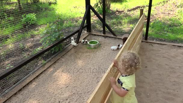 Dziewczyna słodkie małe dziecko cieszyć świnek morskich zwierząt w zoo klatki — Wideo stockowe