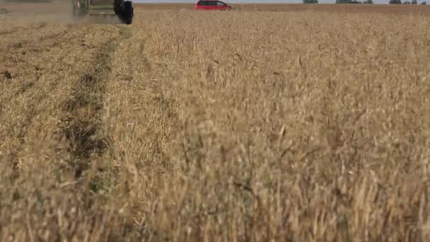 Combine in oat field at harvest summertime. Focus change. 4K — Stock Video