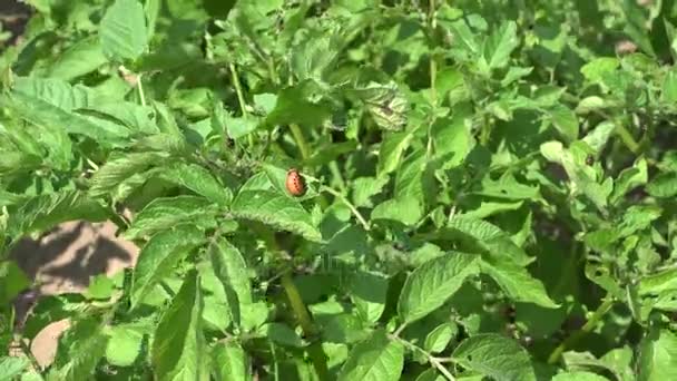 Las larvas de Colorado comen plantas de patata y las agricultoras mayores recogen escarabajos. 4K — Vídeo de stock