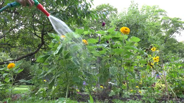 Floristin mit Wasserschlauch-Sprühgerät, das dekorative Sonnenblumen im Hof gießt. 4k — Stockvideo