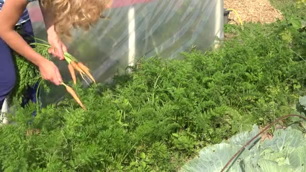 Блондинка-фермер собирает морковь на фермерской плантации. 4K — стоковое видео