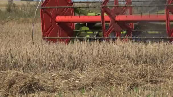moissonneuse-batteuse combiner les travaux dans les champs de céréales en été. 4K 