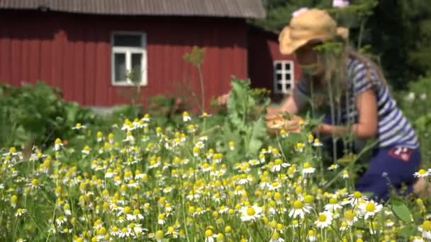 Flicka skörda små medicin camomile i sommarträdgård nära hem. 4k — Stockvideo