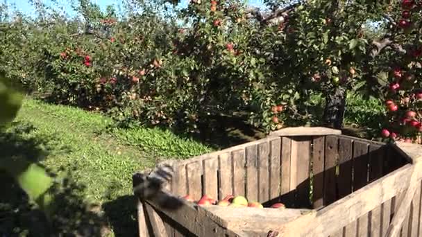 Wooden boxes with apples and workers harvest fruits in farm. 4K — Stock Video