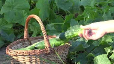 köylü çiftlik çiftlik taze salatalık sebze toplama hasat eller. 4k