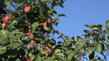 Dalları mavi gökyüzü arka plan üzerinde kırmızı olgun elma dolu. Vınlamak dışarı. 4k