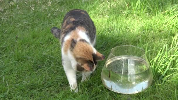 Schattige kat proberen te vangen van vis uit plastic kom met water en uitvoeren. Close-up. 4k — Stockvideo