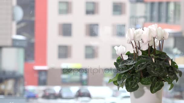 Flor de ciclamen blanco en maceta en el alféizar de la ventana y copos de nieve nieve caen afuera — Vídeos de Stock