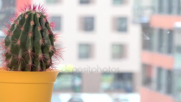 Cactus de espina roja en maceta amarilla en alféizar de ventana y copos de nieve nevados caen al aire libre — Vídeos de Stock