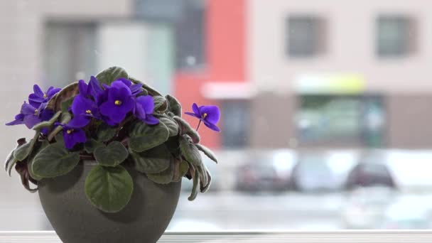 Flor violeta africana en maceta en alféizar de ventana y copos de nieve nieve caída al aire libre — Vídeo de stock