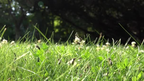 Muchas hormigas aladas caminan sobre la hierba y vuelan hacia arriba. Nido de insectos durante el tiempo de apareamiento en la naturaleza. 4K — Vídeo de stock