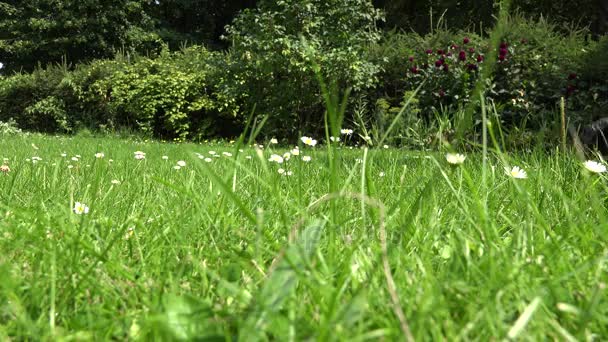 Madeliefjebloemen in weide en tuinman grasmaaier gemaaid gras. 4k — Stockvideo