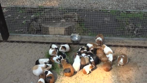 Conejillos de indias en la arena comiendo alimentos de cuencos en el zoológico — Vídeos de Stock