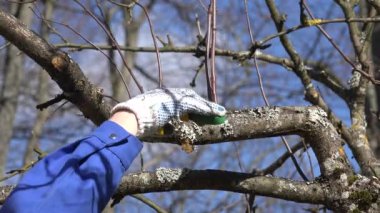 Bahçıvan budama elma ağacı dalları bahar makasla. Portre
