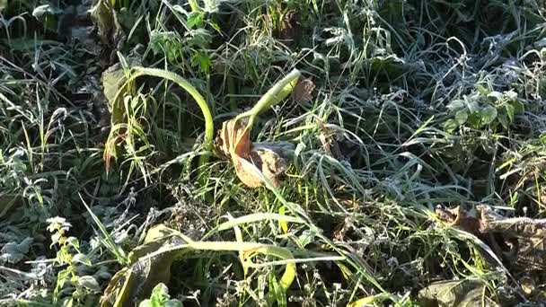Feuilles de courgettes congelées dans le jardin après la première gelée d'automne. Inclinez-vous. 4K — Video