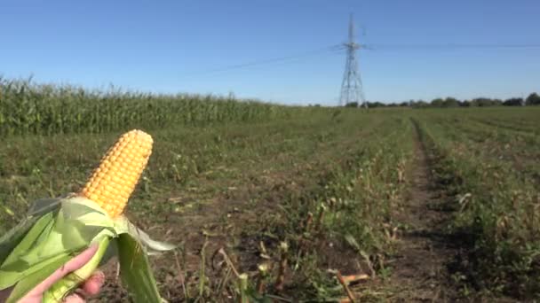 Mazorca de maíz de maíz dorado en mano de agricultor en plantación de campo agrícola. Primer plano. 4K — Vídeos de Stock