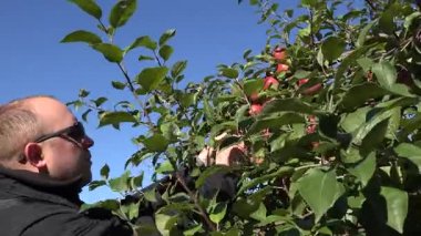 çiftlik ağaç plantasyon içinde kırmızı elma toplama güneş gözlüklü adam. 4k