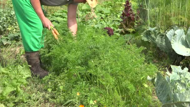 Hombre agricultor recogiendo la cosecha de zanahorias orgánicas frescas en la granja. 4K — Vídeos de Stock