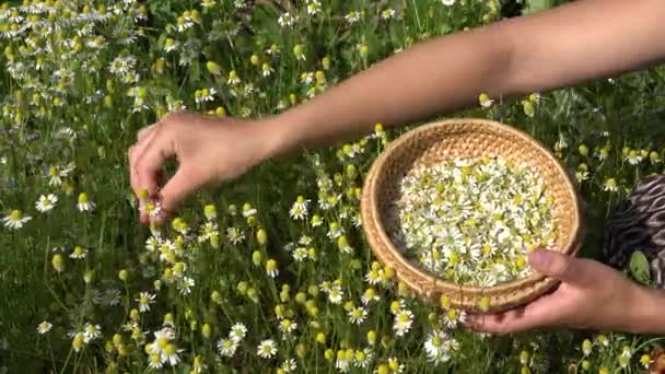 Mãos femininas pegar camomila flores de ervas para prato de vime. 4K — Vídeo de Stock