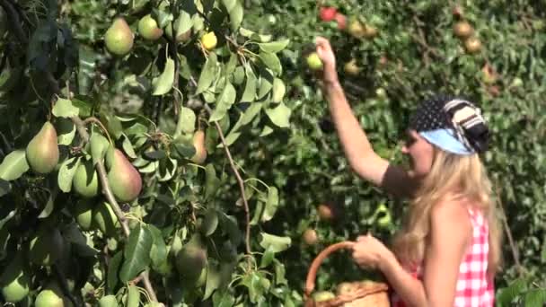 Die hübsche Landfrau pflückt Birnenfrüchte vom Birnbaum bis zum Weidenkorb. Schwerpunktwechsel. 4k — Stockvideo