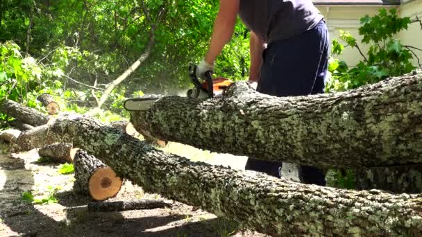 Чоловік розпилює стовбур кленового дерева в саду з бензопилою — стокове відео