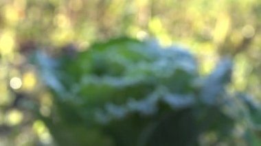 lahana sebze bitki baş donmuş. İçinde bulanıklık odaklan. 4k