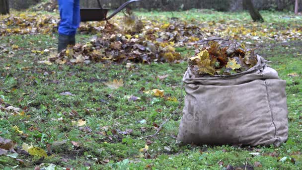 Bag full of autumn leaves and blurred worker rake colorful foliage in farm. 4K — Stock Video