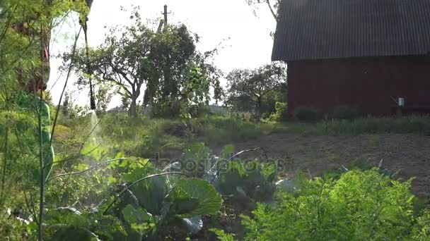 Hombre vaquero aplicar productos químicos en repollo vegetal con rociador en casa. 4K — Vídeos de Stock