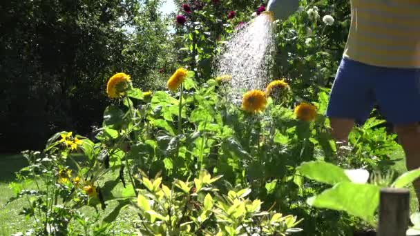 Man hands with blue water can tool watering sunflower flower blooms in summertime garden. 4K — Stock Video