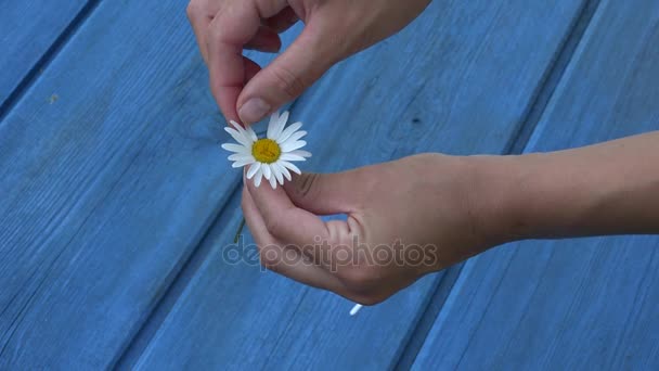 Las manos de mujer arrancan pétalos de flores de margarita sobre fondo de tabla azul. 4K — Vídeos de Stock