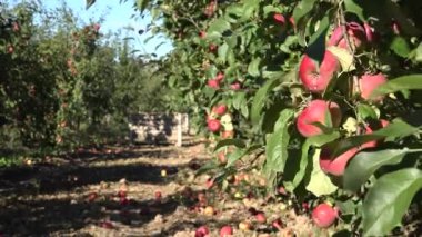 Kırmızı meyve ve meyve ağacının altında kırmızı elma dolu sonbaharda twig. 4k