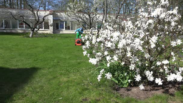 Садовник стриг газон газонокосилкой возле весенних цветов. 4K — стоковое видео