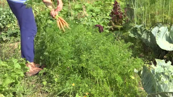 Vrouwelijke hand pick verse rijpe wortel in tuin op zomertijd. 4k — Stockvideo