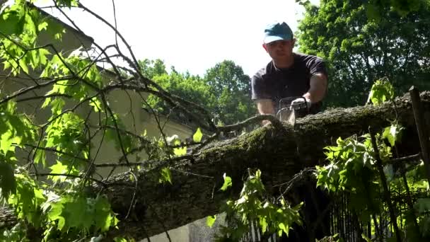 Cuidadoso leñador cortando tronco de árbol derribado en la cerca del parque . — Vídeo de stock