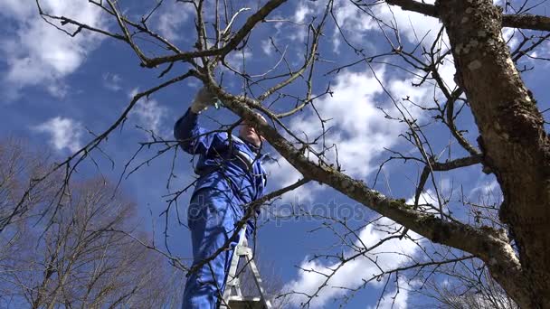 Boer snoeien fruitboom twijgen in boomgaard staande op hoge ladder — Stockvideo