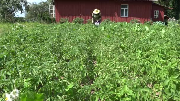 Mamie femme cueille coléoptère colorado dans le jardin près de la maison en bois. 4K — Video