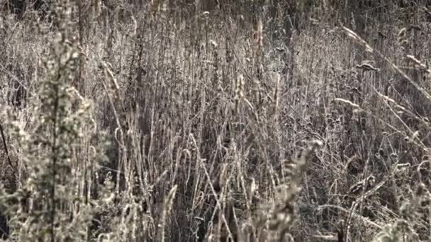 Hierba helada del prado matutino a la luz del sol. 4K — Vídeos de Stock