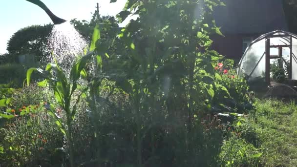 Close-up van land vrouw met gieter giet water op maïs maïs planten in de tuin. 4k — Stockvideo