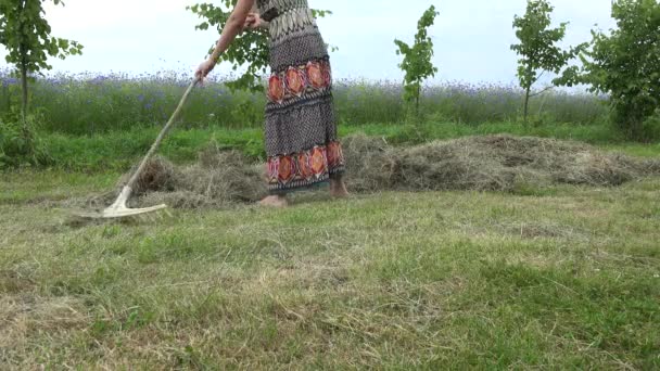 Female gardener in beautiful dress rake hay dry grass in summer. 4K — Stock Video