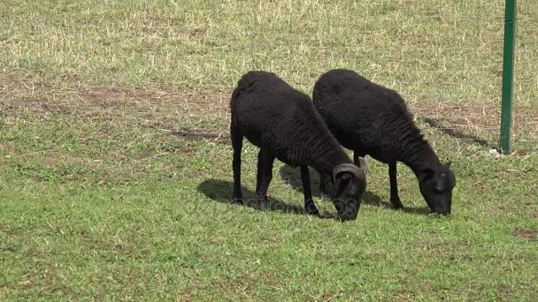 Verschiedene Tiere im zoologischen Garten. — Stockvideo