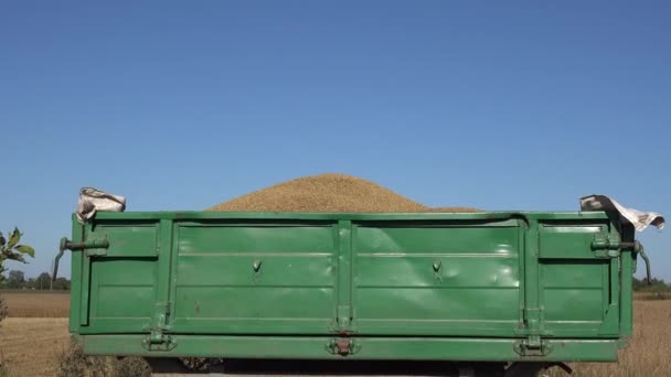 Thresh 곡물 수확에 하늘 배경에서의 전체 트레일러. 4 k — 비디오