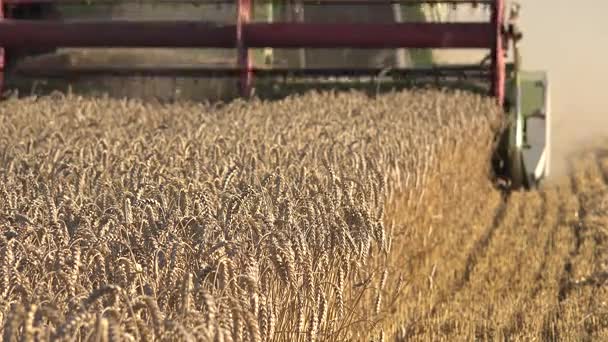 processus de récolte champ de blé grain été. Travail saisonnier. 4K 