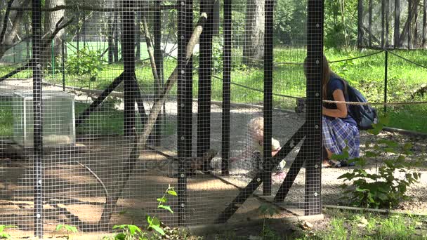 Madre con bambina nei pressi della gabbia del furetto nel giardino zoologico — Video Stock