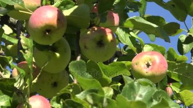 Kırmızı olgun elma ve meyve ağaç dal mavi gökyüzü arka plan üzerinde yapraklarda. Vınlamak dışarı. 4k