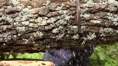 Akçaağaç ağaç gövdesi ve talaş güneş ışığı üzerinde düşen testere testere bıçağı.