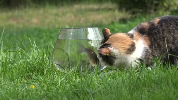 Nieuwsgierig schattige kat proberen te vangen van vis van de crucian door middel van aquariumglas. Close-up. 4k — Stockvideo