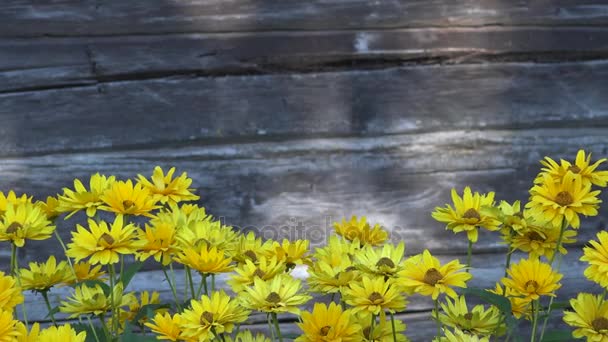 模糊灰色木背景上孤立的黄色雏菊花。4 k — 图库视频影像