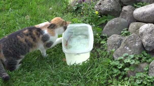 Хорошая кошка ловит рыбу из пластиковой чаши с водой. Крупный план. 4K — стоковое видео