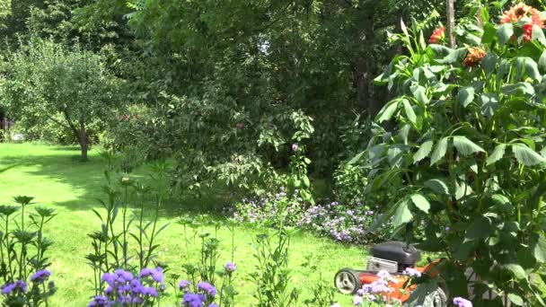 Pretty woman in shorts and bra spend leisure landscaping garden. 4K — Stock Video